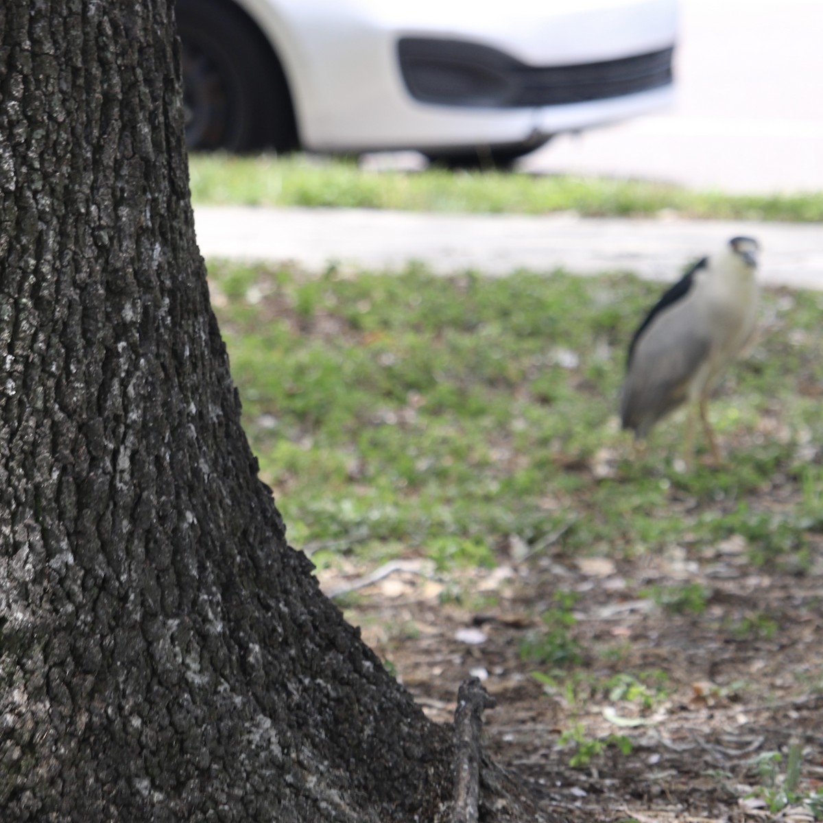 Black-crowned Night Heron - ML620721040