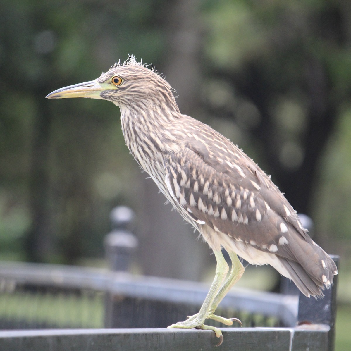 Black-crowned Night Heron - ML620721041