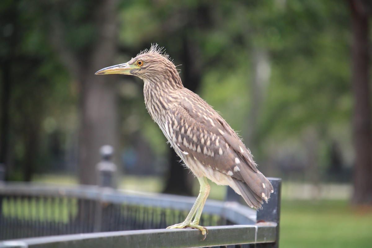 Black-crowned Night Heron - ML620721044