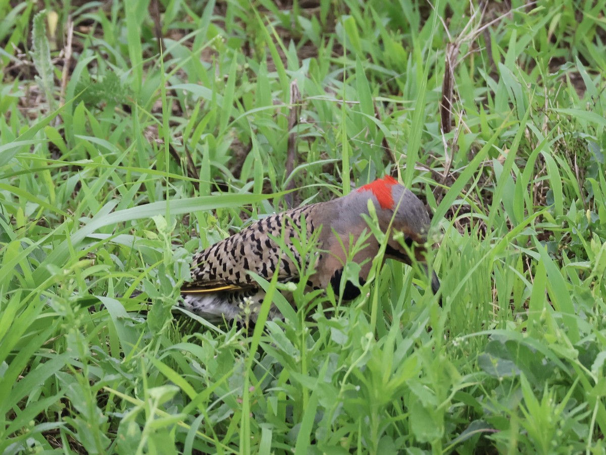 Northern Flicker - ML620721050