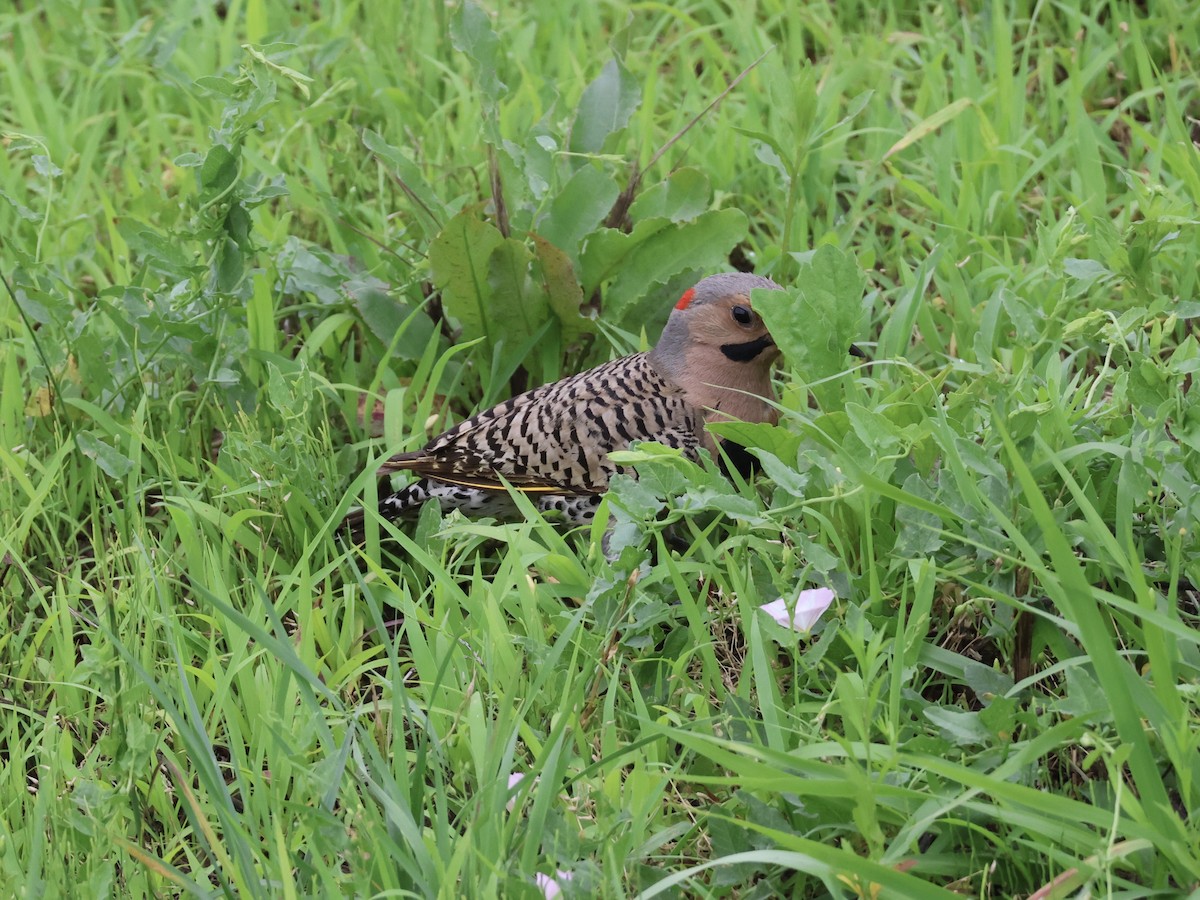 Northern Flicker - ML620721052