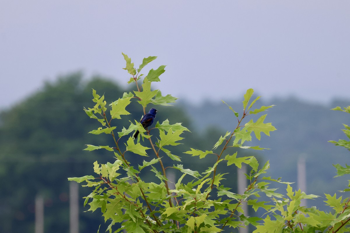 Blue Grosbeak - ML620721061