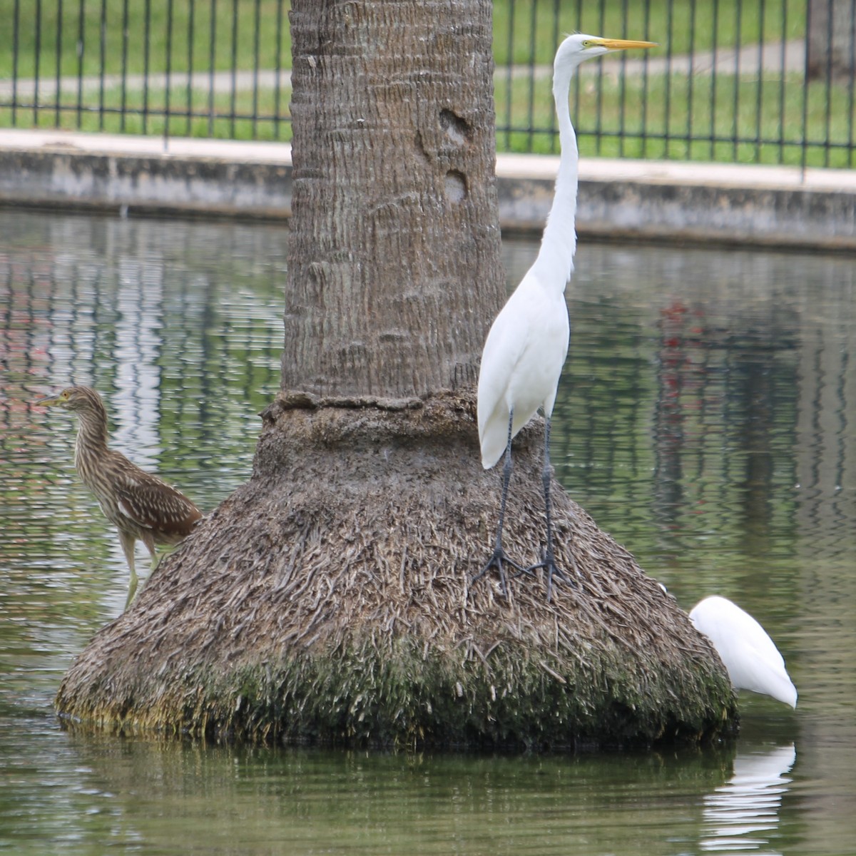 Little Blue Heron - ML620721069