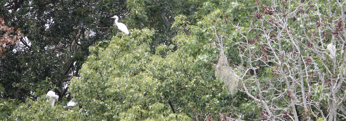 Little Blue Heron - ML620721070