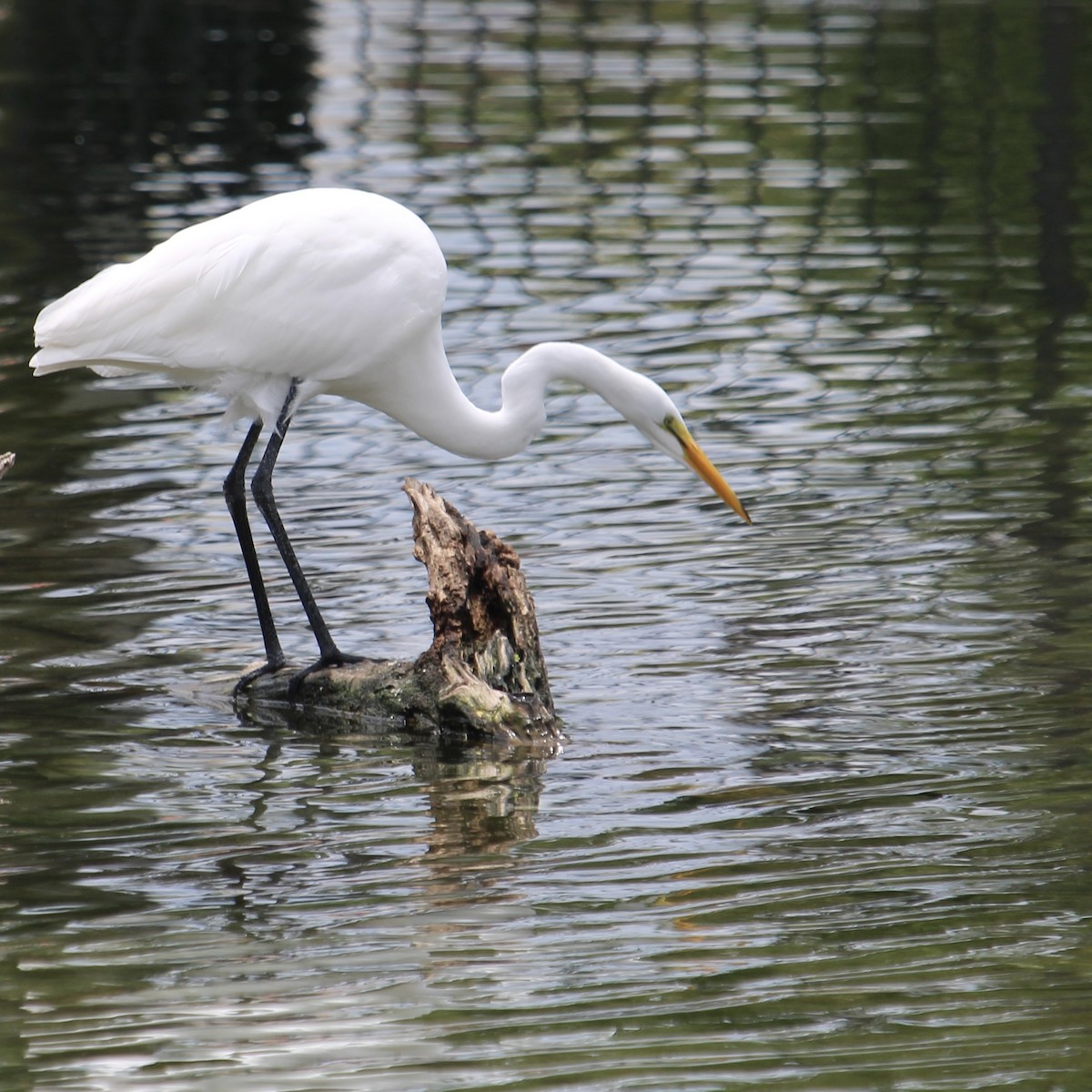 Great Egret - Anonymous