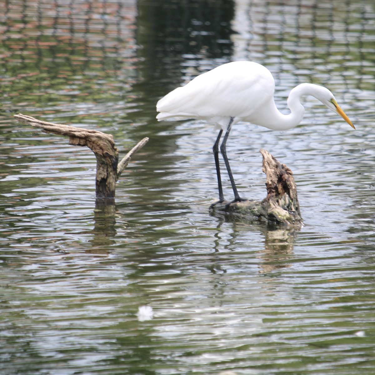 Grande Aigrette - ML620721087