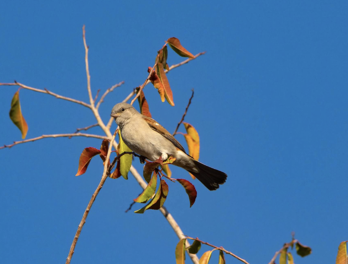 Southern Gray-headed Sparrow - ML620721090