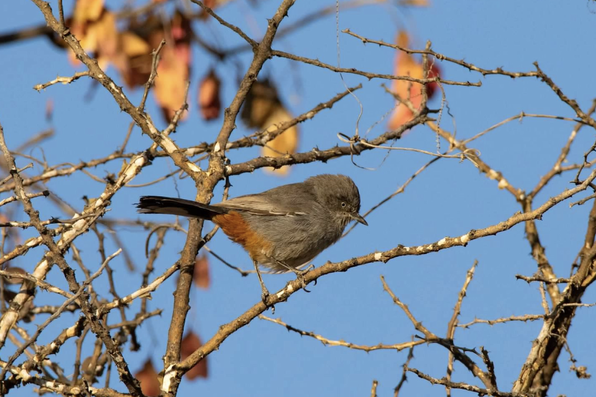 Chestnut-vented Warbler - ML620721096