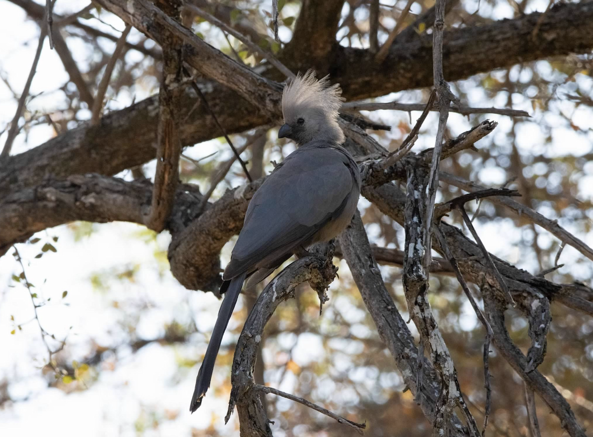 Gray Go-away-bird - ML620721102