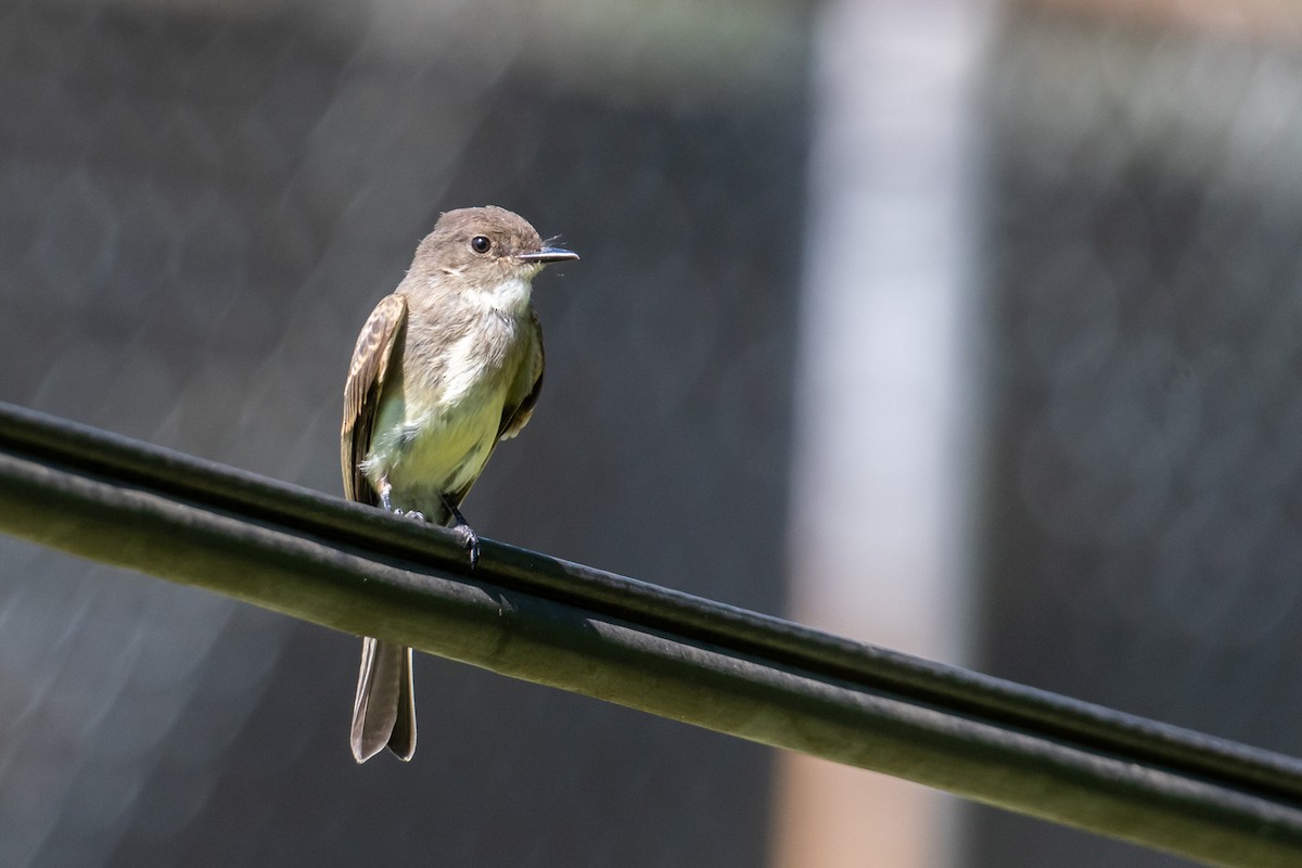 Eastern Phoebe - ML620721105