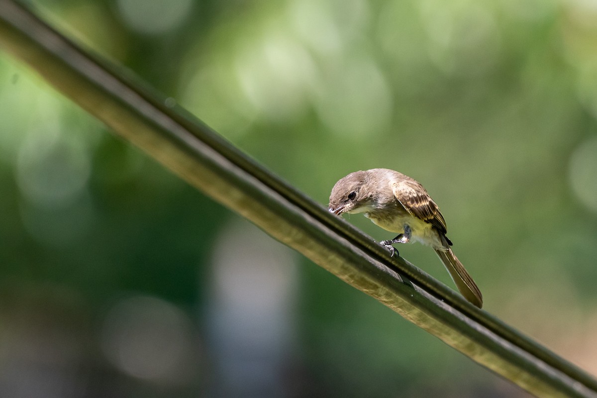 Eastern Phoebe - ML620721106