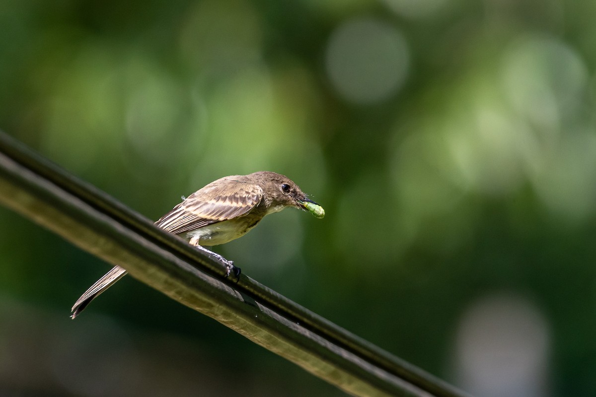 Eastern Phoebe - ML620721108