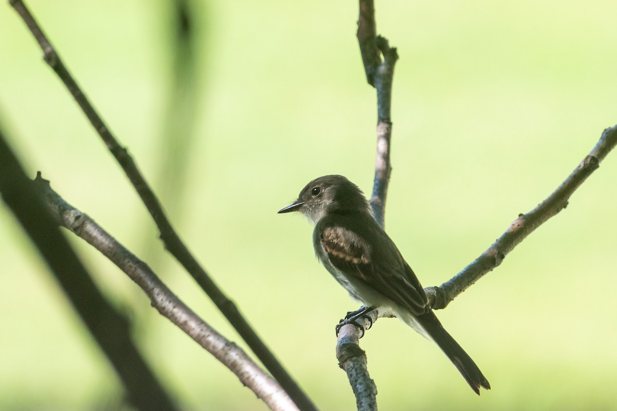 Eastern Phoebe - ML620721110