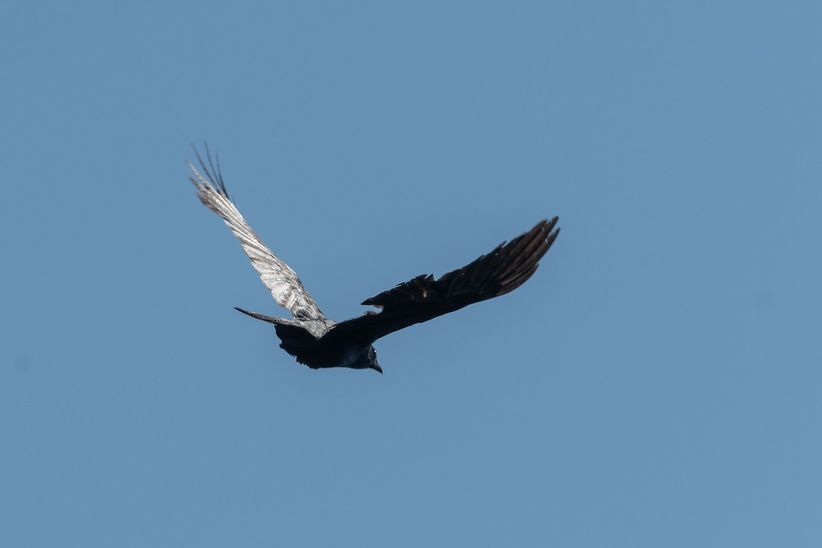 Fish Crow - ML620721113