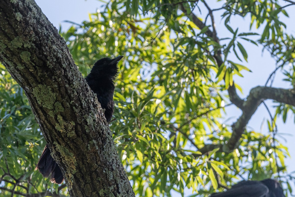 Fish Crow - ML620721115