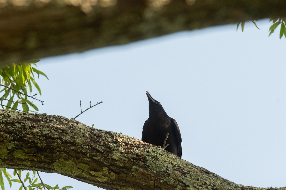 Fish Crow - ML620721116