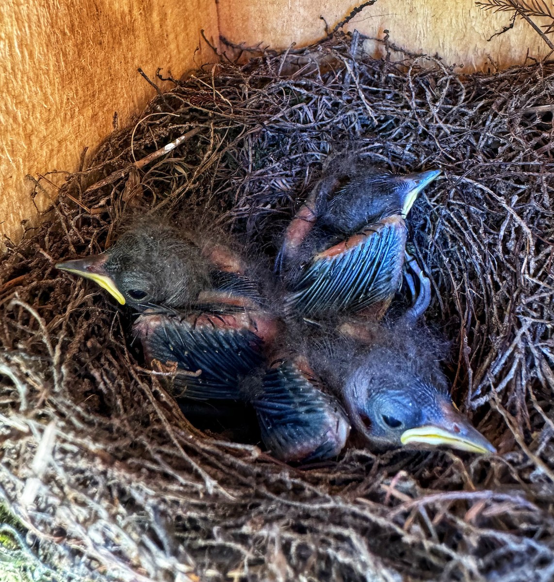 Prothonotary Warbler - ML620721120