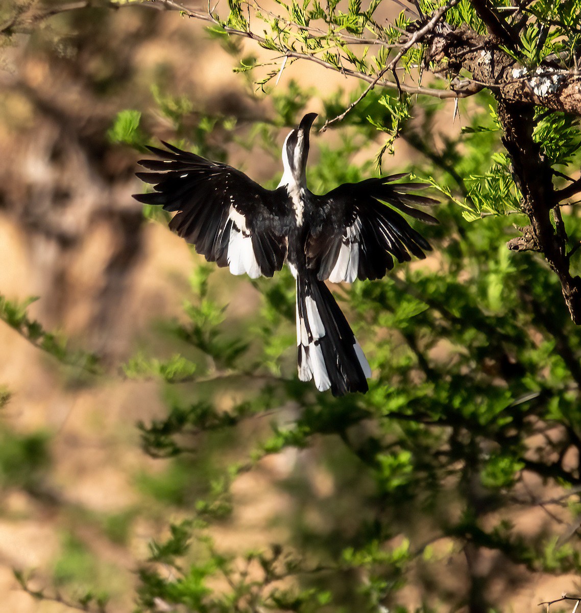 Von der Decken's Hornbill - ML620721121