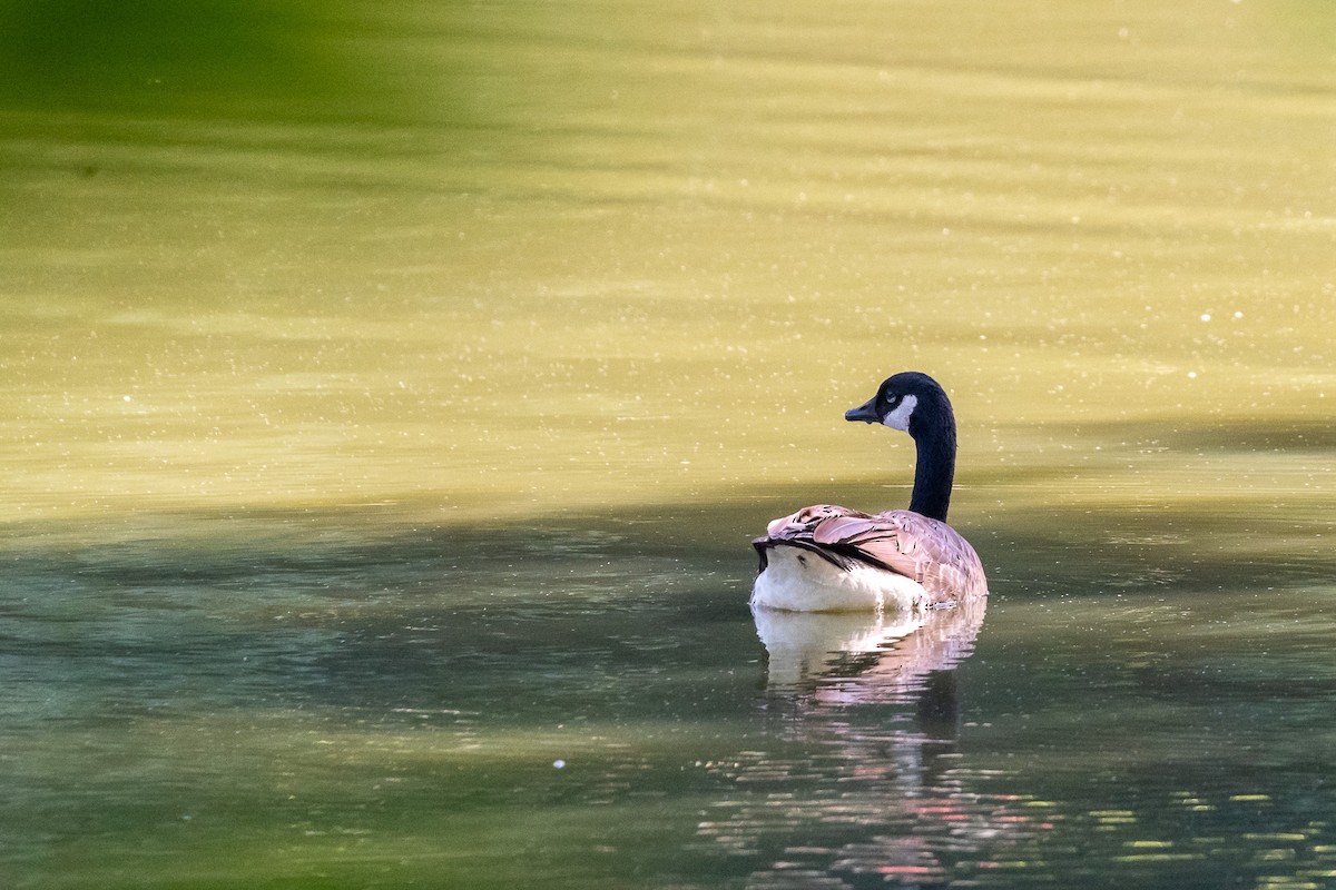 Canada Goose - ML620721122