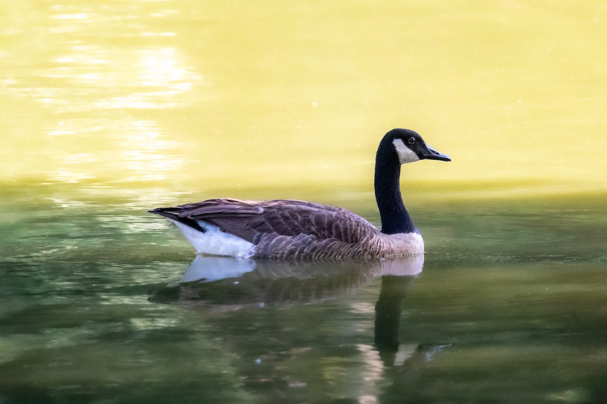 Canada Goose - ML620721123