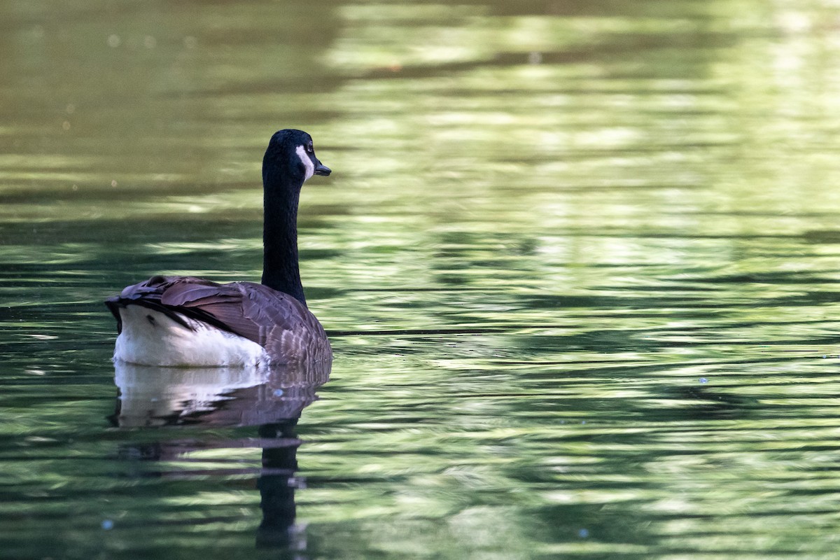 Canada Goose - ML620721124