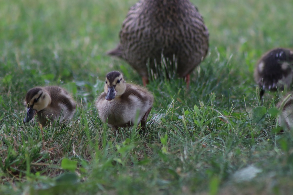 Canard colvert - ML620721131