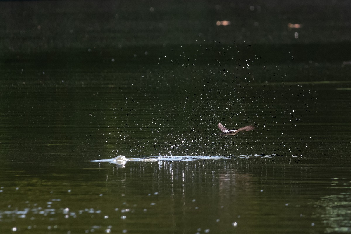 Barn Swallow - Pablo Ramos