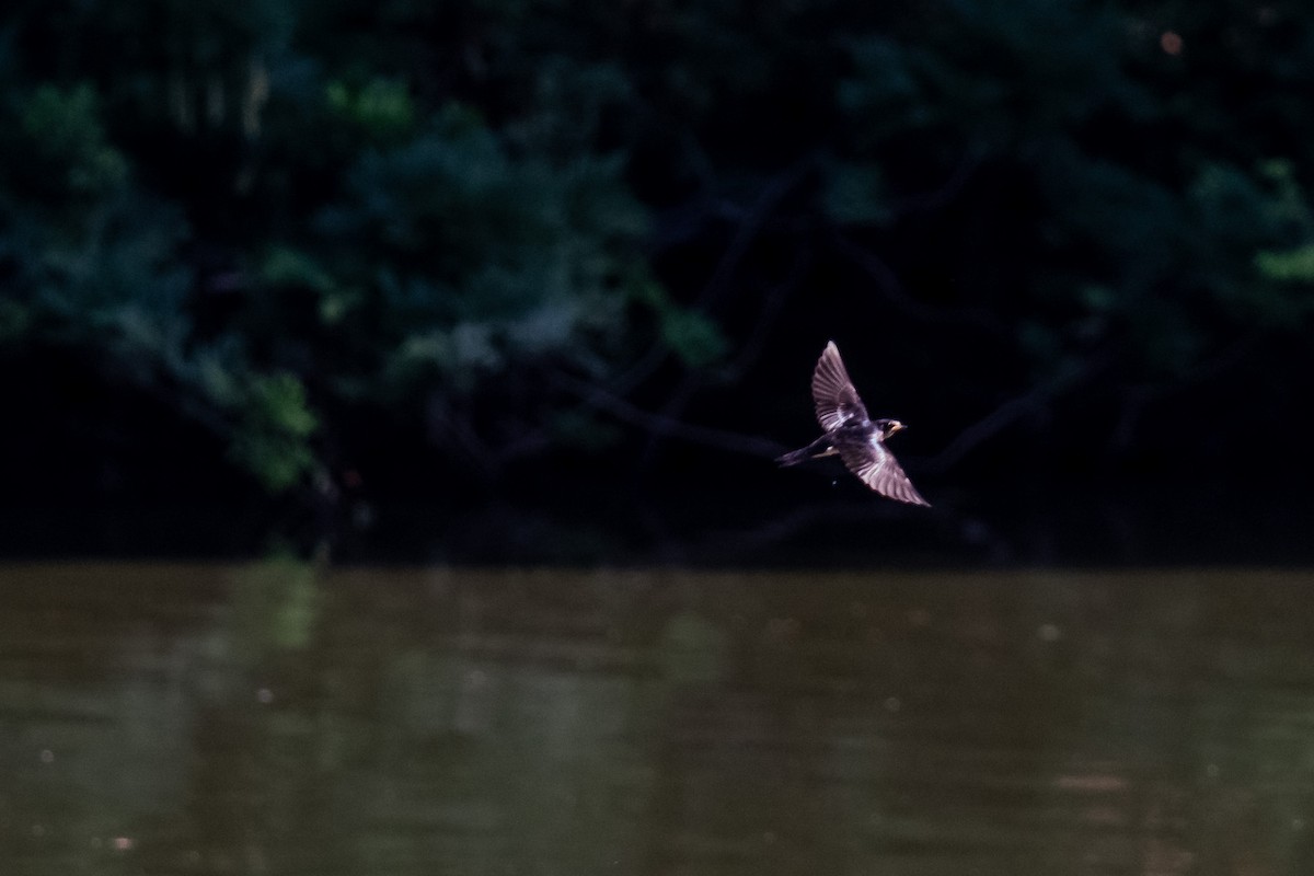 Barn Swallow - ML620721139