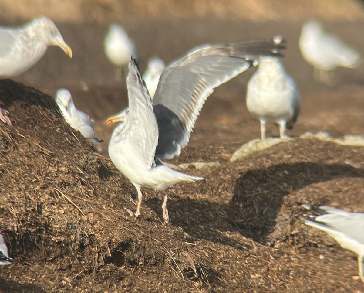 Herring x Lesser Black-backed Gull (hybrid) - ML620721141