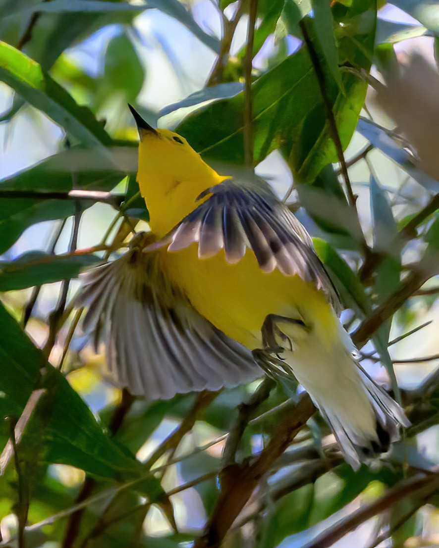 Prothonotary Warbler - ML620721142