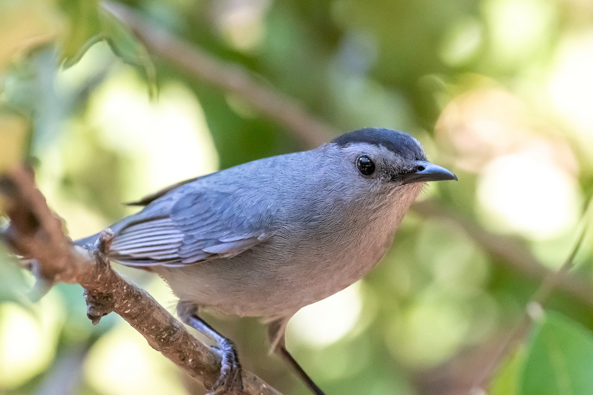 Gray Catbird - ML620721147