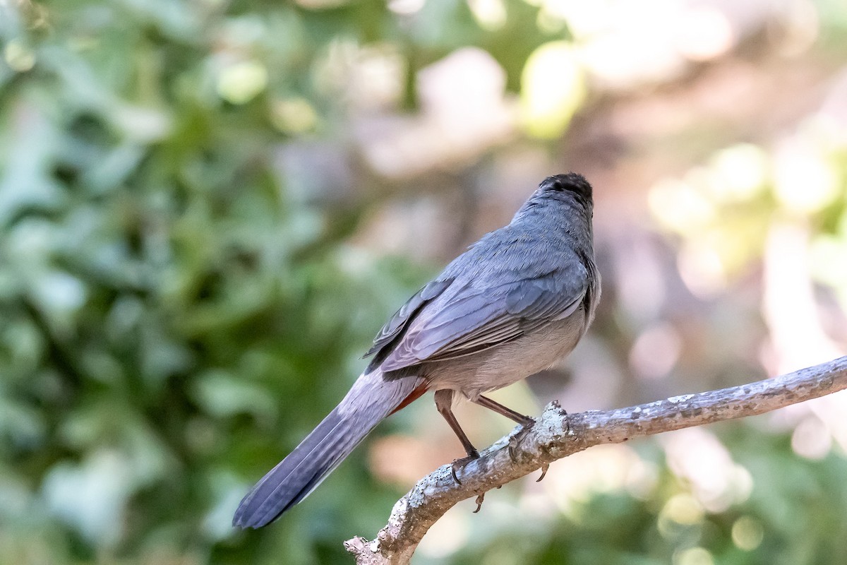 Gray Catbird - ML620721148