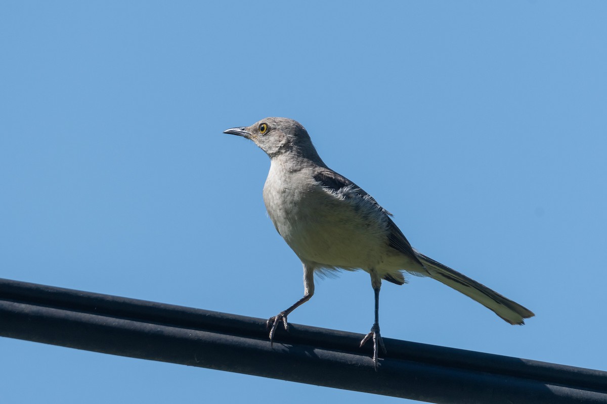 Northern Mockingbird - ML620721149