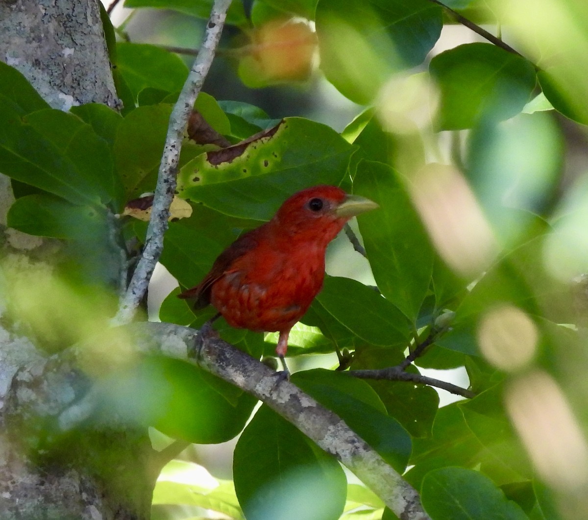 Summer Tanager - ML620721150