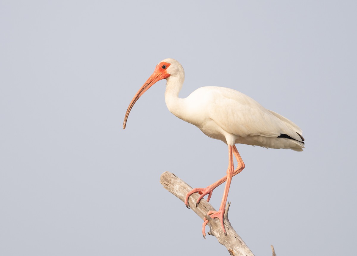 White Ibis - Simon Boivin