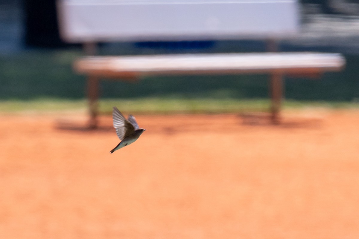 Northern Rough-winged Swallow - ML620721153