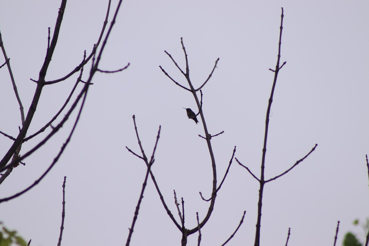 Colibri à gorge rubis - ML620721154