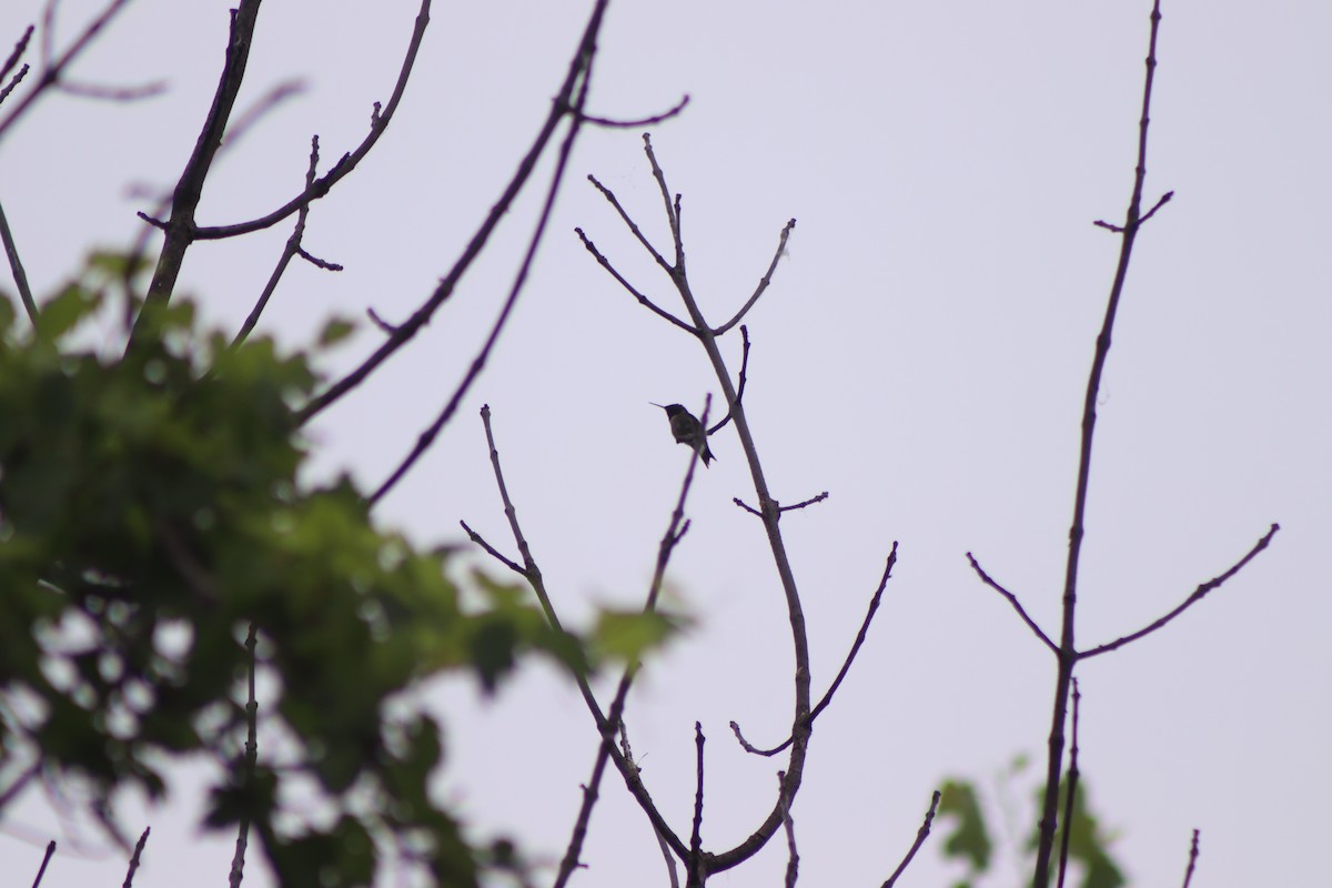 Ruby-throated Hummingbird - ML620721155