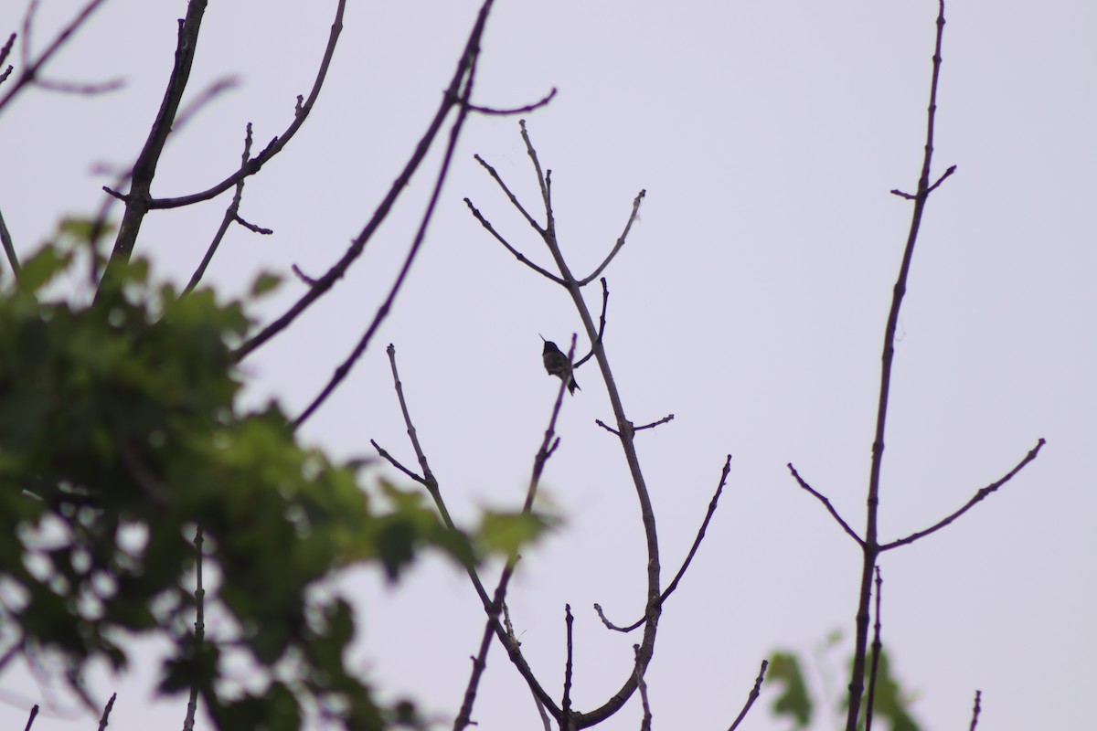 Ruby-throated Hummingbird - Cory Ruchlin