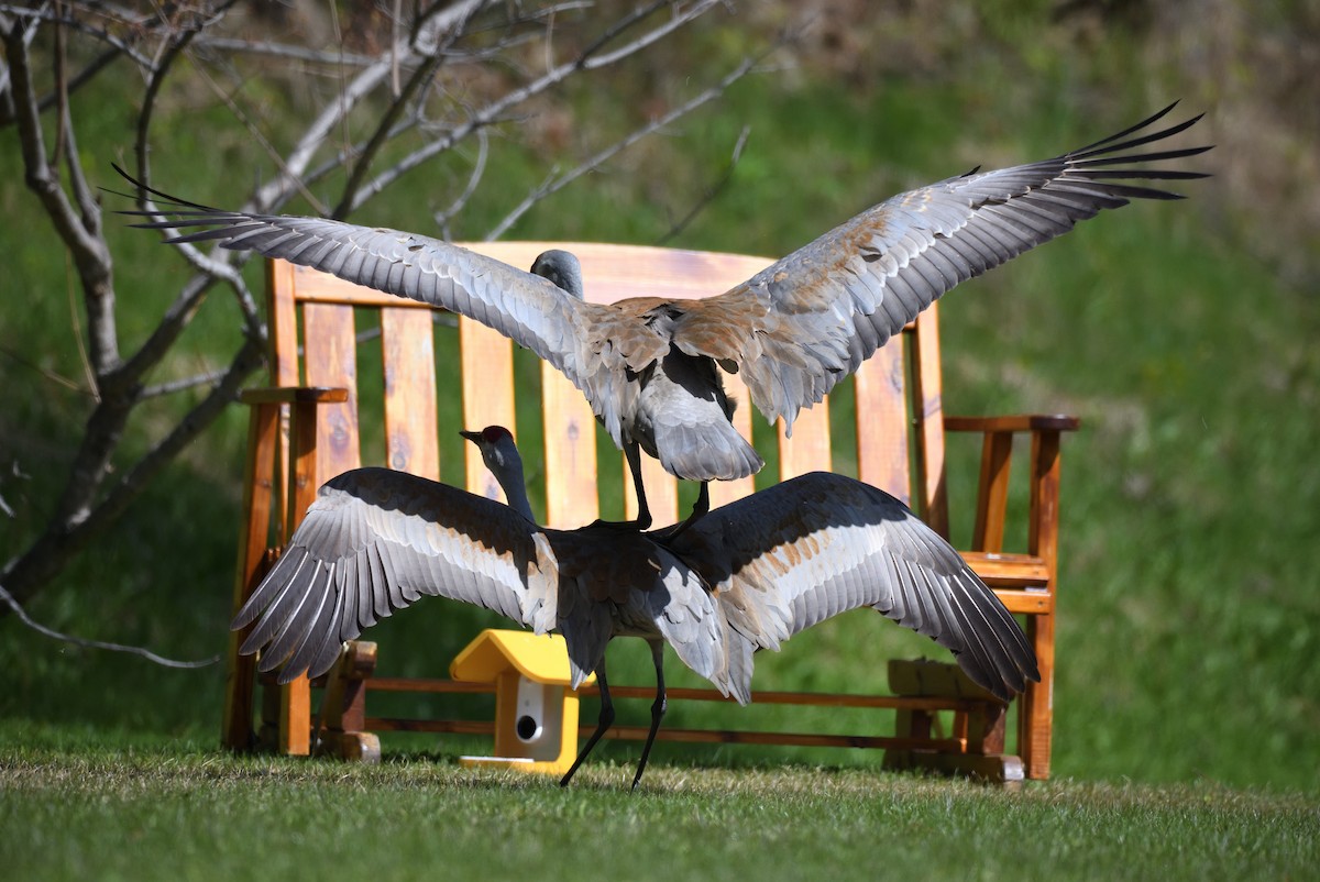 Sandhill Crane - ML620721159