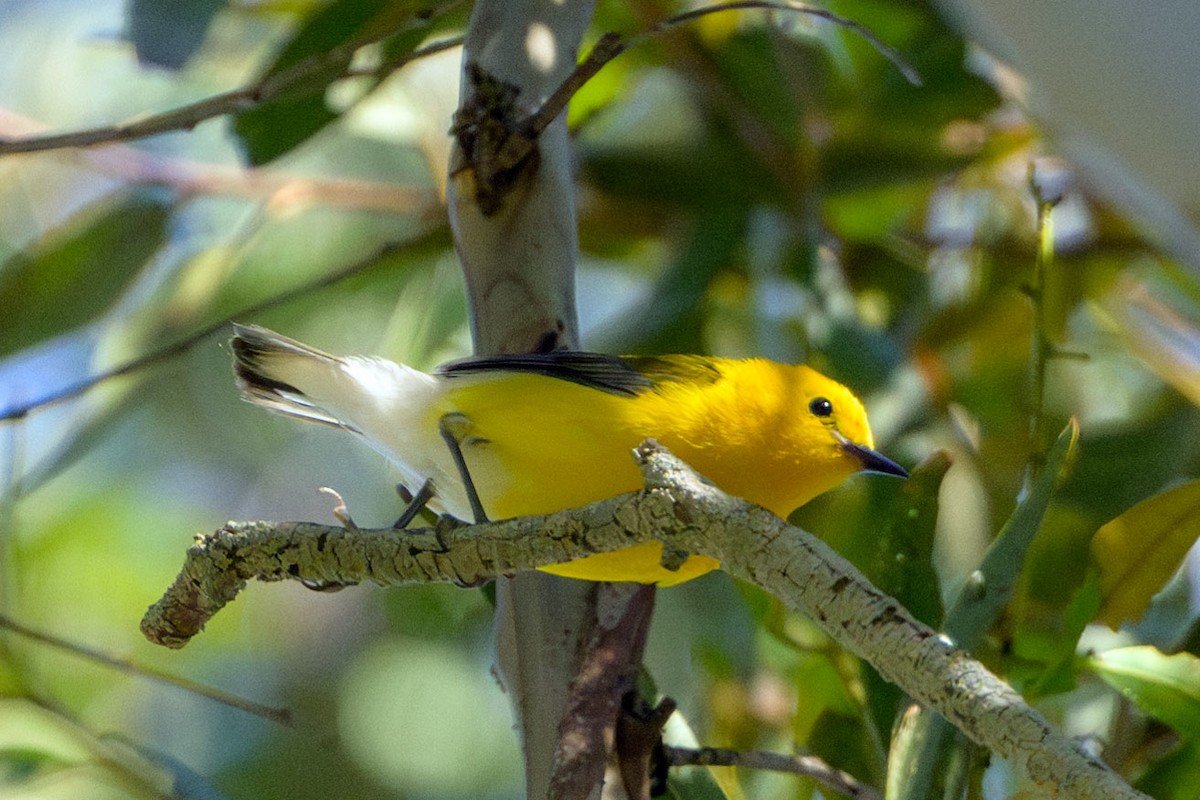 Prothonotary Warbler - ML620721161