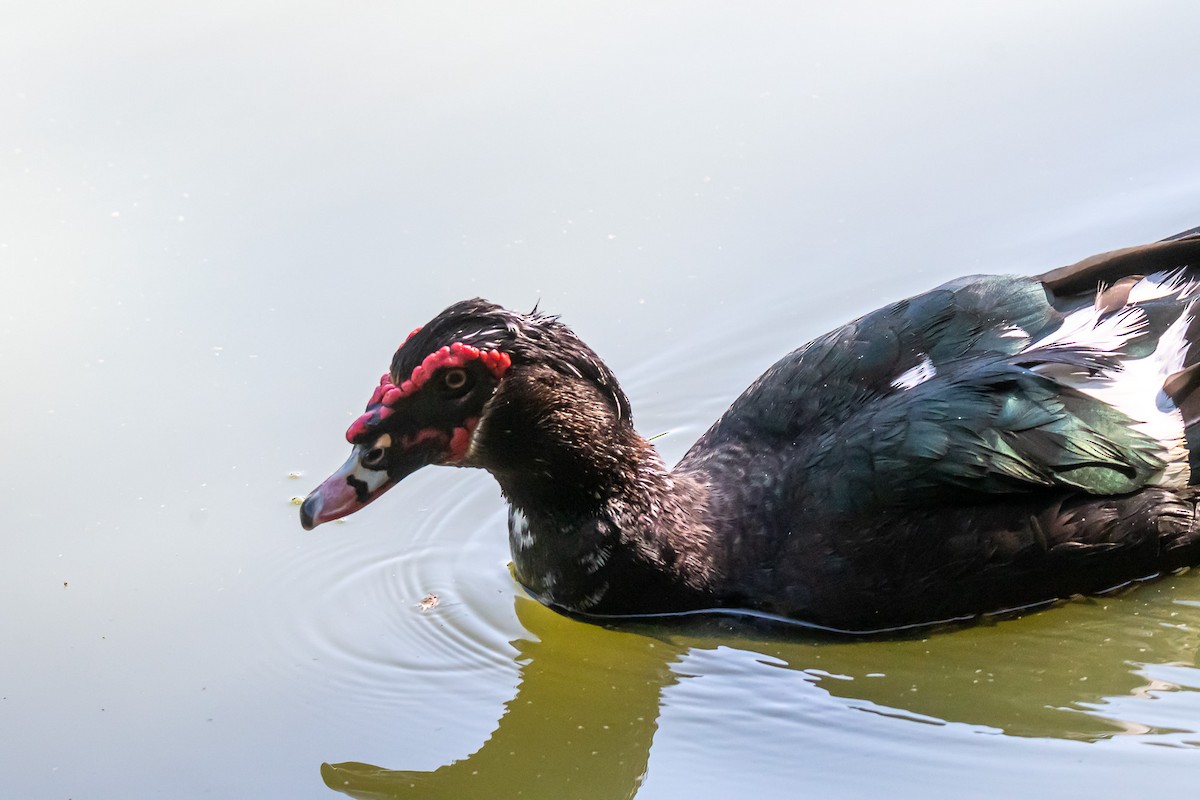 Muscovy Duck (Domestic type) - ML620721163