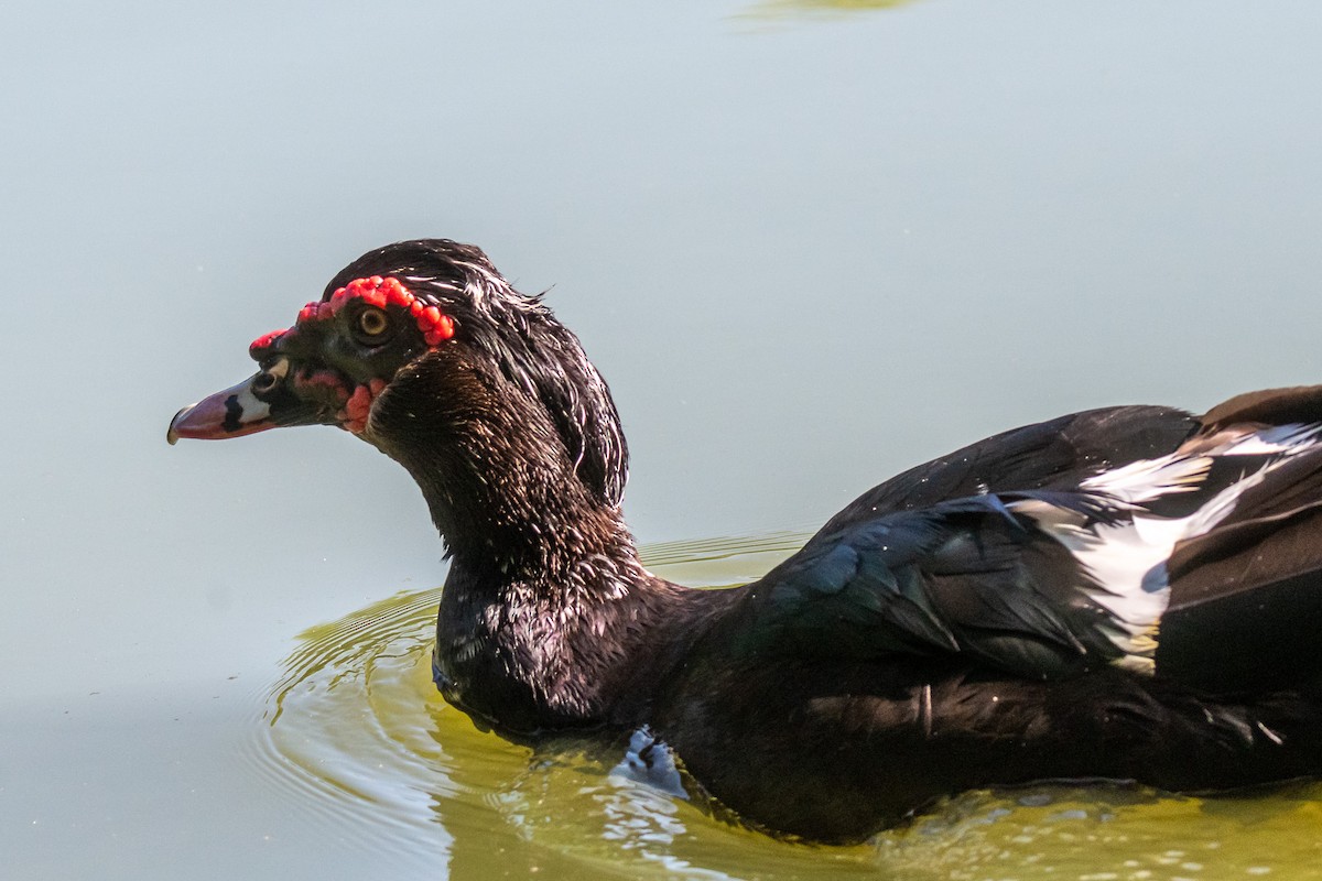 Muscovy Duck (Domestic type) - ML620721164