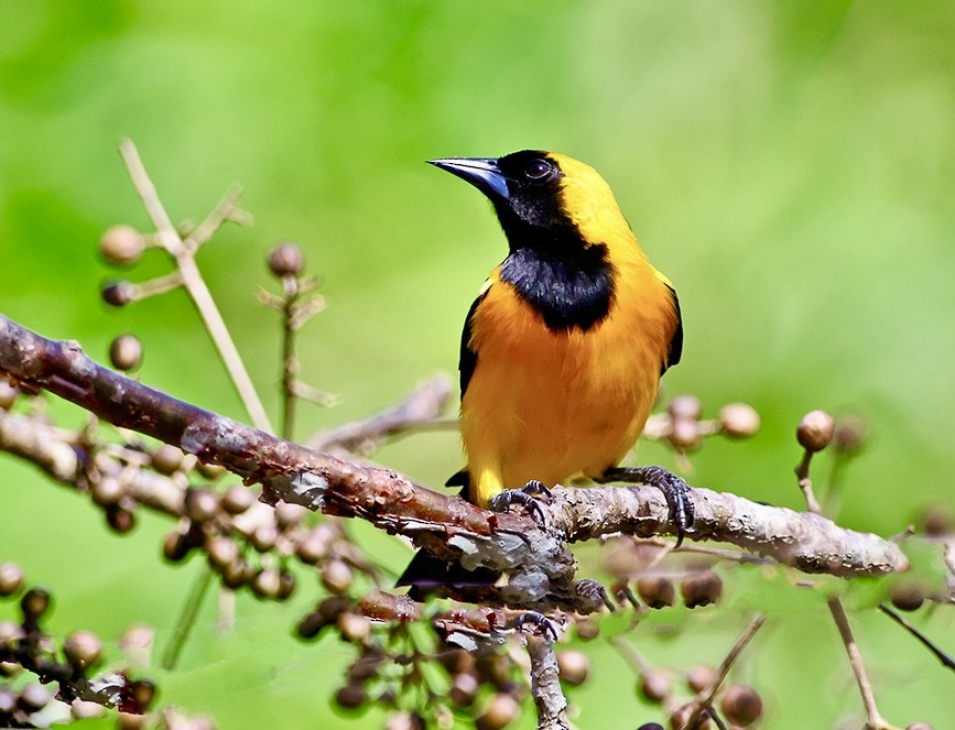 Yellow-backed Oriole - jianping dong