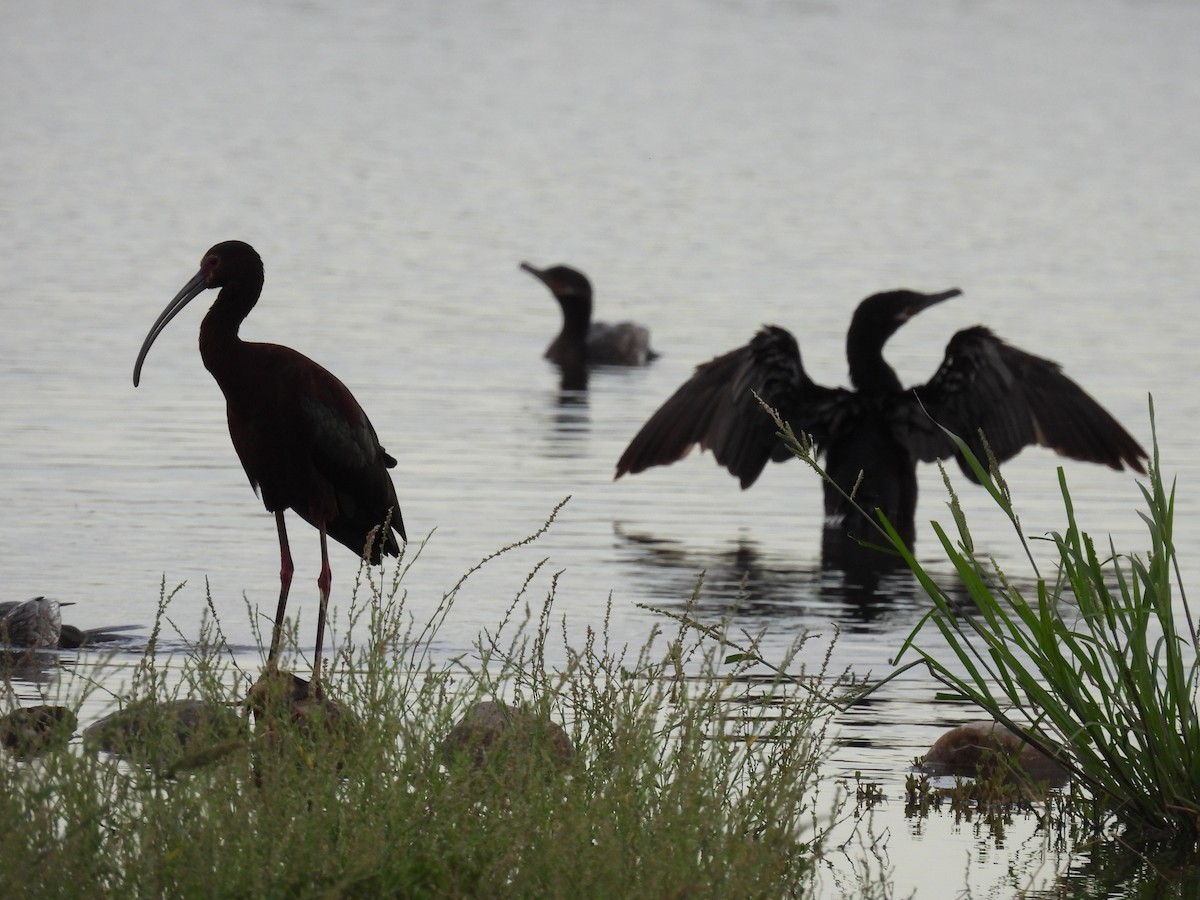 ibis americký - ML620721171