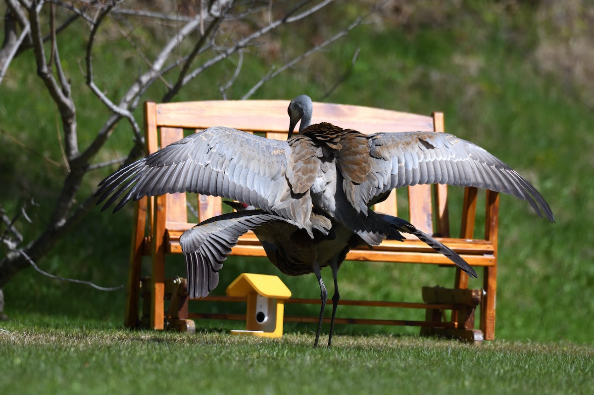 Sandhill Crane - ML620721173