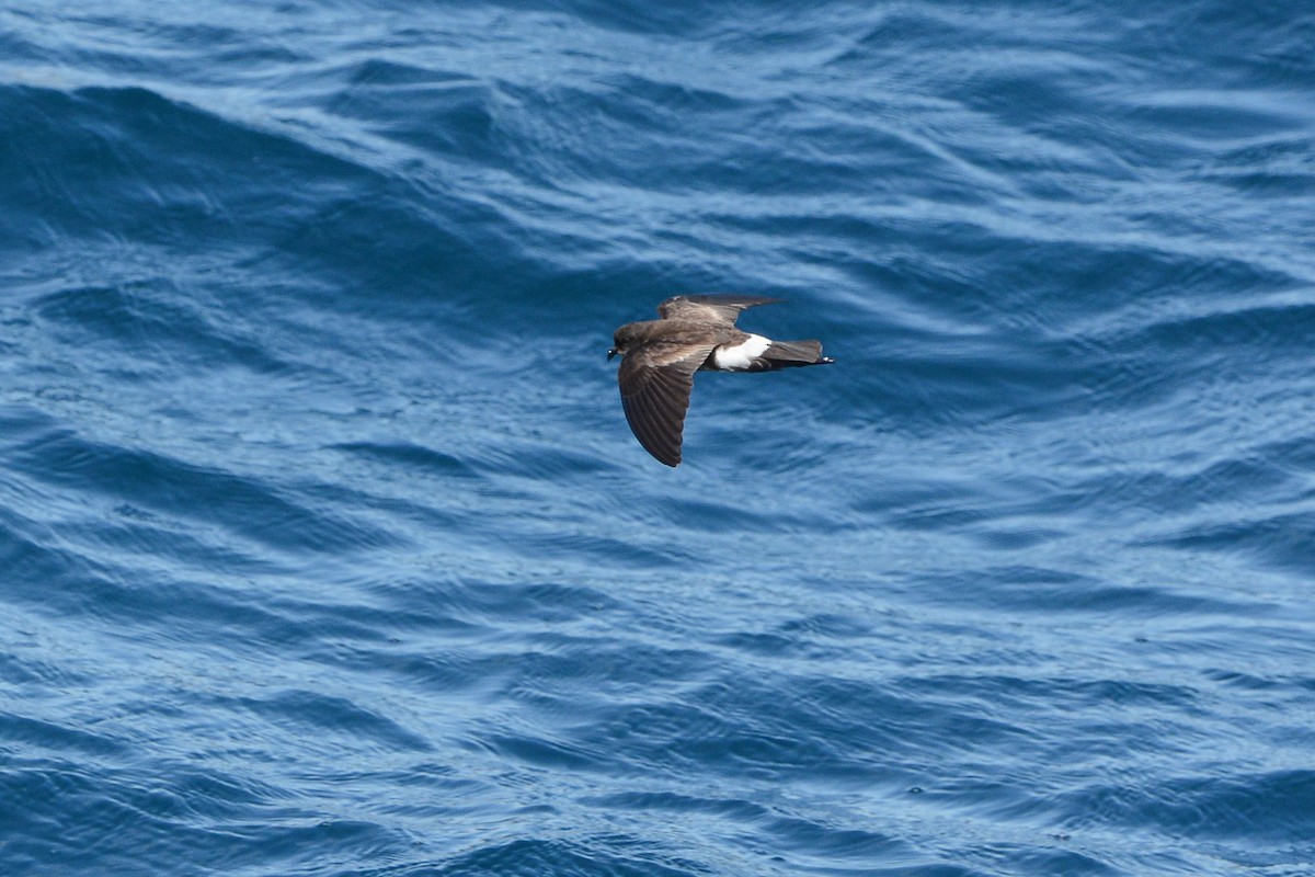 Elliot's Storm-Petrel - ML620721177