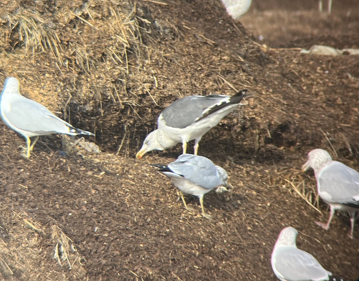 Herring x Lesser Black-backed Gull (hybrid) - ML620721178