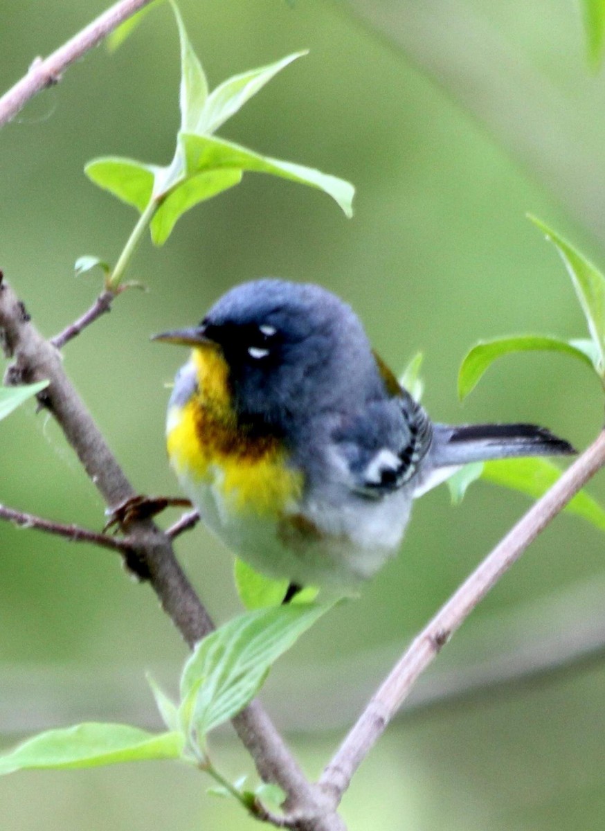 Northern Parula - ML620721184