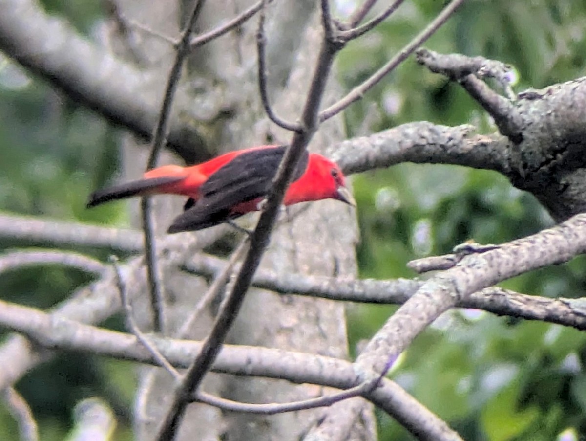 Scarlet Tanager - ML620721201